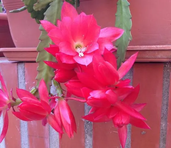 Gasthuis Ciro's House Olbia