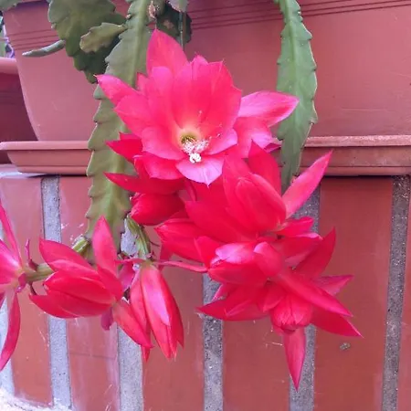 Guest house Ciro's House Olbia