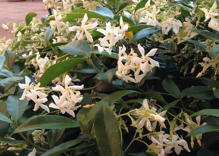 Гостьовий будинок Ciro's House Ольбія